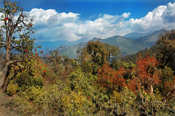 Beautyvul rhododendron forest in the Himalayas