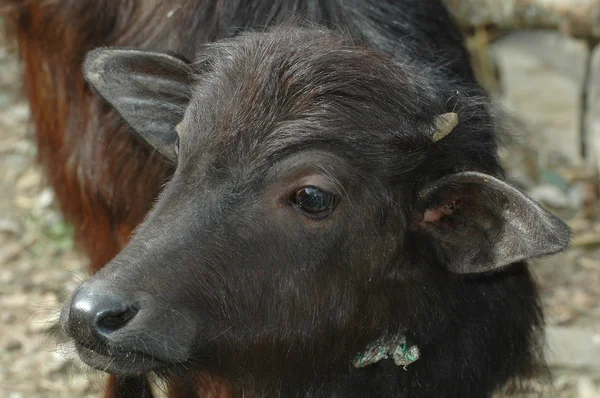 Black buffalo calf — Stock Photo, Image