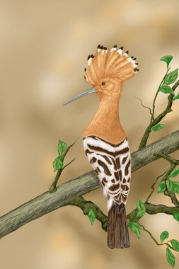 Hoopoe, Upupa epops clipart