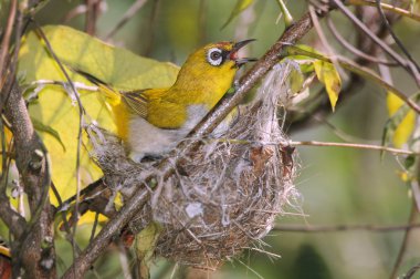 Oriental White-eye, zosterops palpebrosus