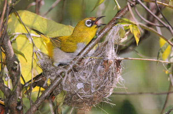 stock image Oriental White-eye, zosterops palpebrosus