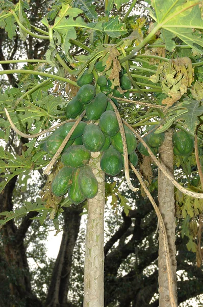 Papaya växt med frukt — Stockfoto