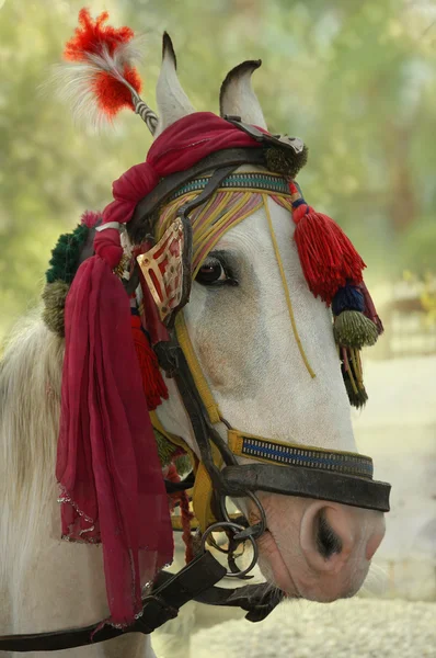 Porträtt av en grå häst — Stockfoto