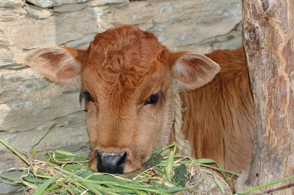 Red calf — Stock Photo, Image
