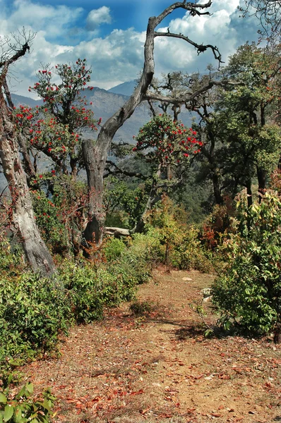 Forêt de Rhododendron en montagne — Photo