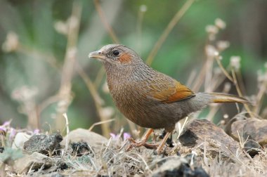 Streaked Laughingthrush, Garrulax lineatus clipart