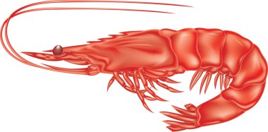 Shrimp red clipart