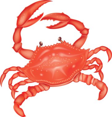 Sea red crab clipart