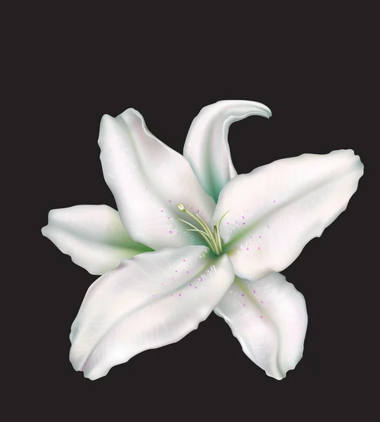 Lily sur fond noir — Image vectorielle