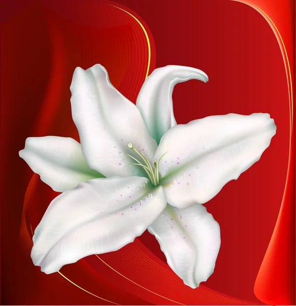 Lily sobre un fondo rojo oscuro — Vector de stock