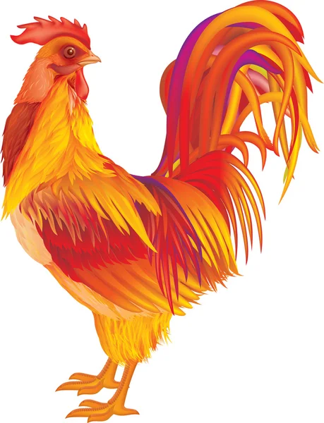 Rooster merah-oranye - Stok Vektor