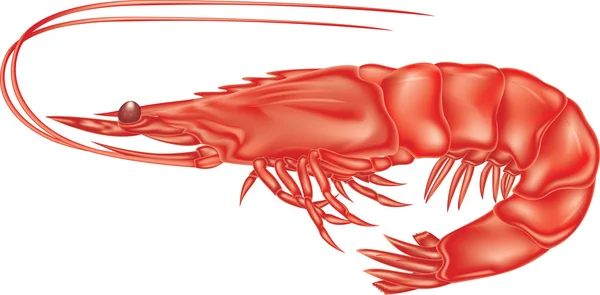 Crevettes rouges — Image vectorielle