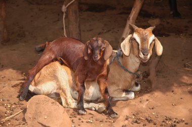 keçi ve goatling