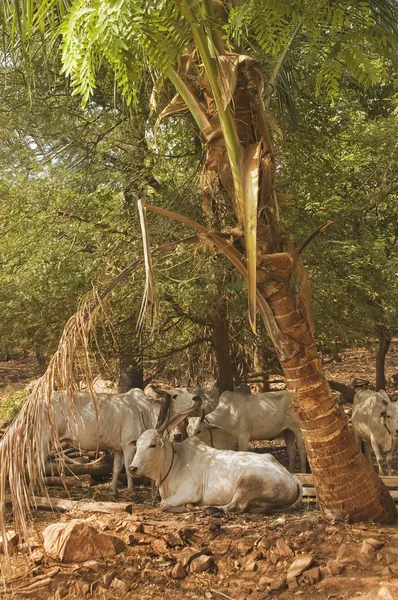 Zebu bulls under a palm tree — Stock Photo, Image