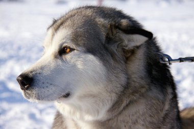 Husky kızak köpek