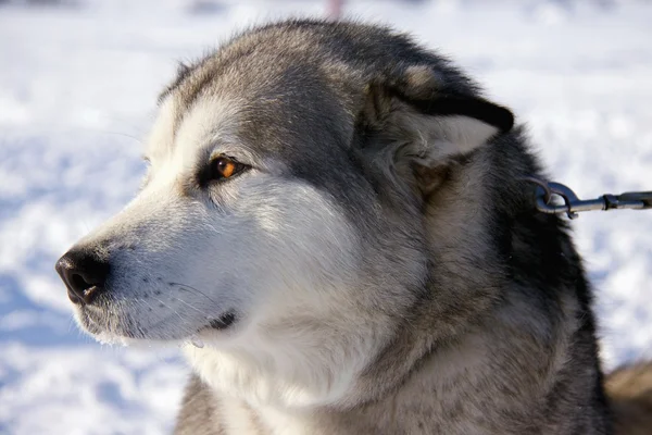 Stock image Husky sled dog