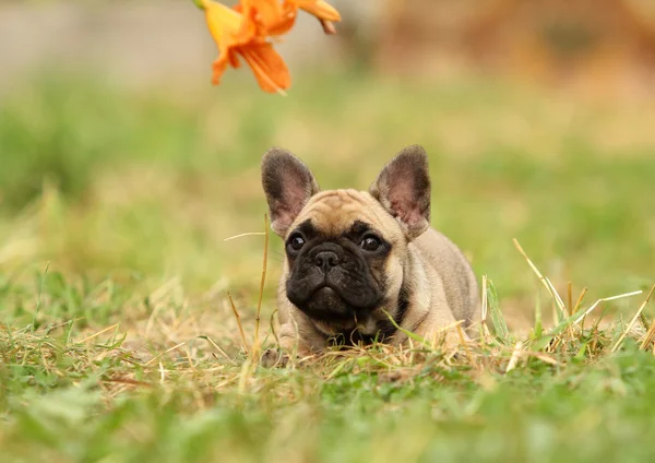 Stock image French bulldog