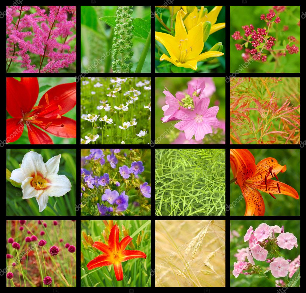 Resultado de imagen para collage de plantas