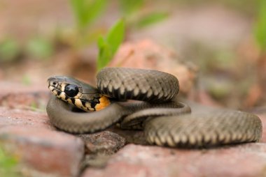 Snake sunbathes. clipart