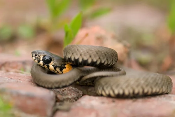 stock image Snake sunbathes.