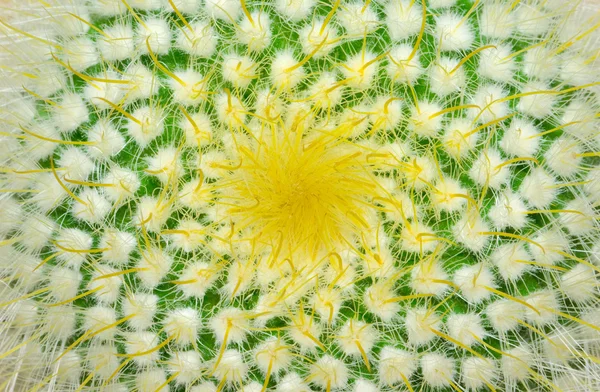 Cactus doux — Photo