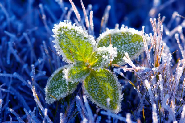 stock image There has come spring