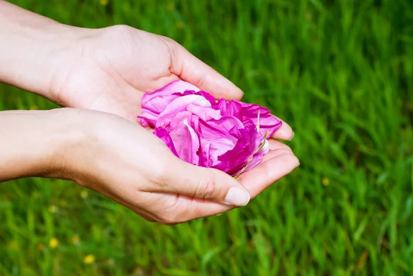 stock image Pair of woman hands holding pink rose petals on green grass background