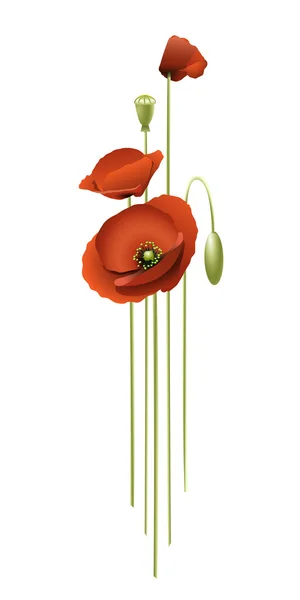 stock vector Red poppies