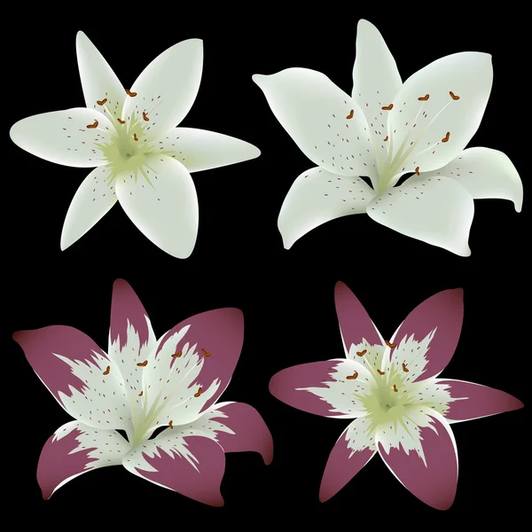 Lily blommor isolerad på svart bakgrund — Stock vektor