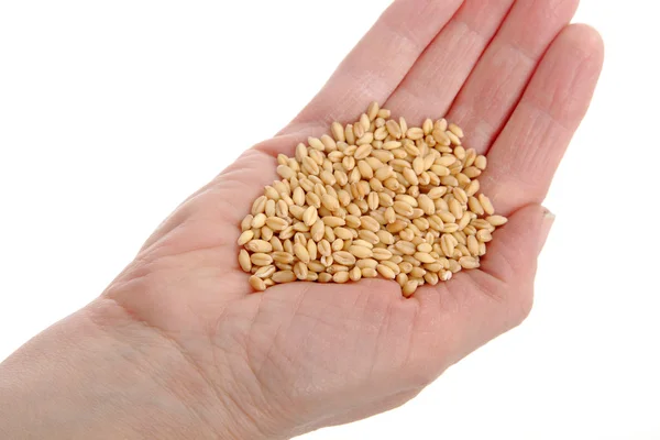 Wheat concwpt — Stock Photo, Image