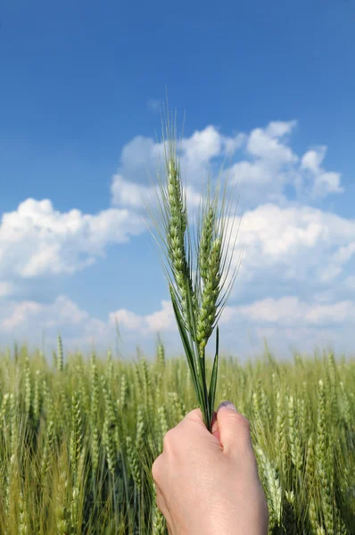 Concepto de trigo —  Fotos de Stock