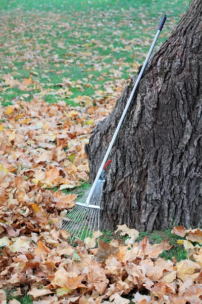 Leaves raking — Stock Photo, Image