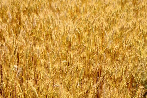 Пшениця влітку — стокове фото