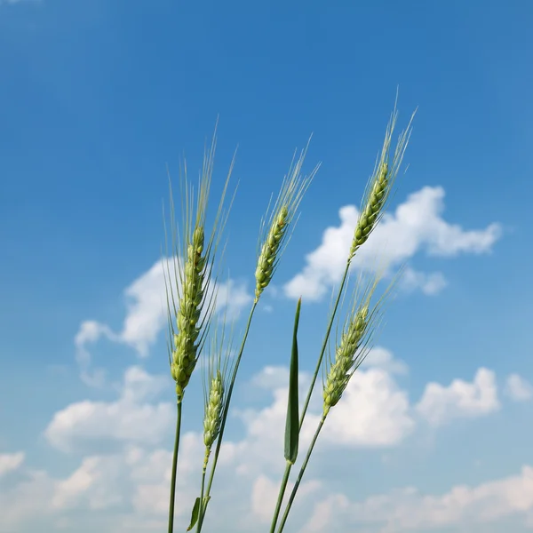 Пшеница и небо — стоковое фото