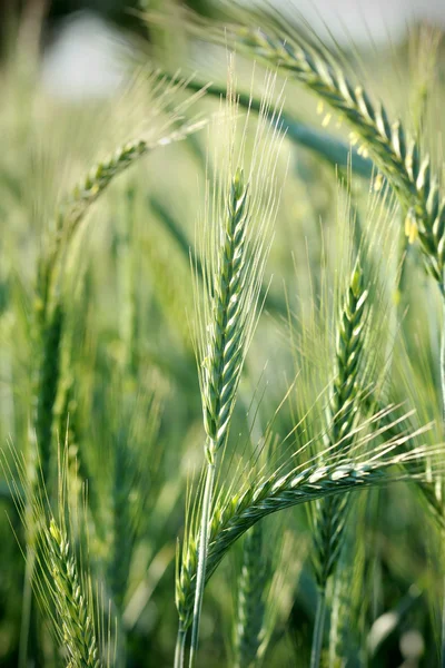 Weizen auf dem Feld — Stockfoto