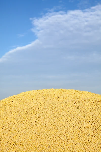 Soybean harvesting — Stock Photo, Image