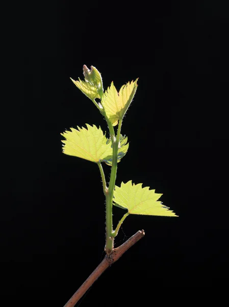 Traubenpflanze — Stockfoto