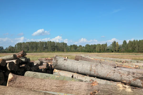 Industria del legname — Foto Stock