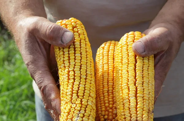 Harvest — Stock Photo, Image