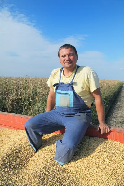 Soybean harvesting — Stock Photo, Image