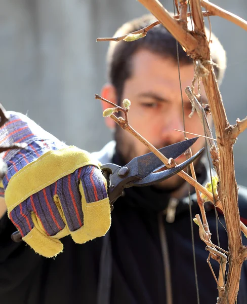 stock image Grape cutting