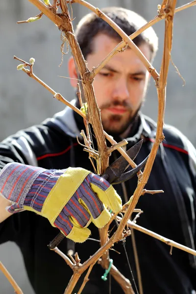 Corte de uvas — Fotografia de Stock