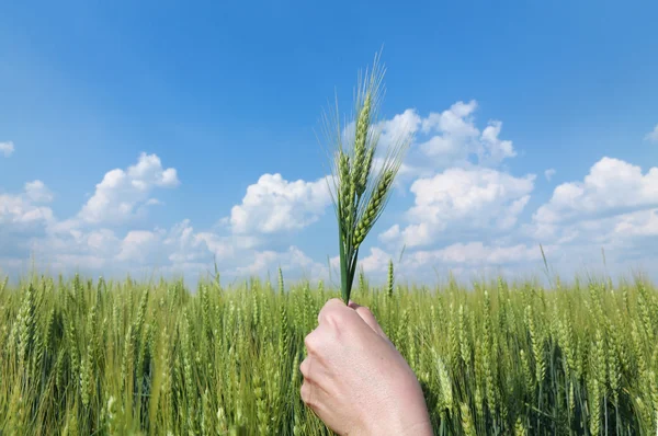 Wheat concept Stock Image