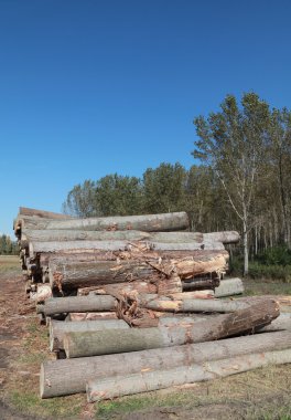 Lumber industry clipart