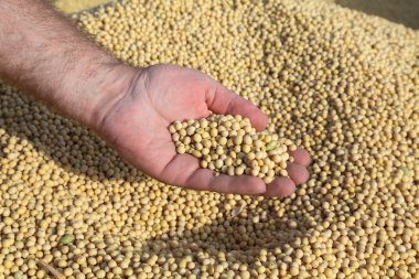 Soybean harvest clipart