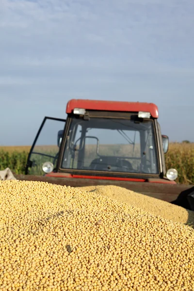 大豆の収穫 — ストック写真