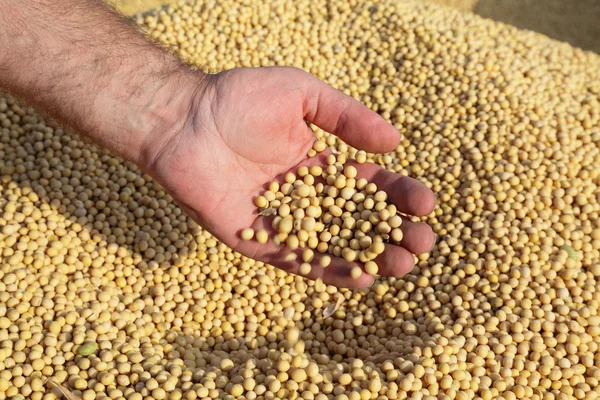 Soybean harvest — Stock Photo, Image