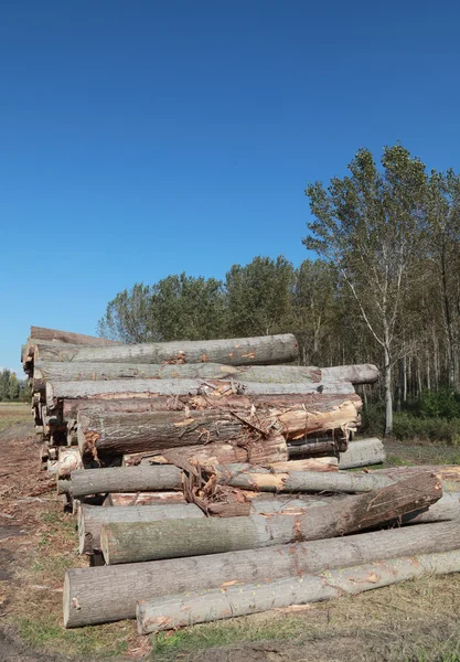 Lumber industry — Stock Photo, Image