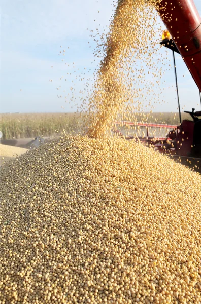 Soya hasadı — Stok fotoğraf