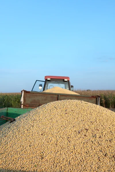 Cosecha de soja — Foto de Stock